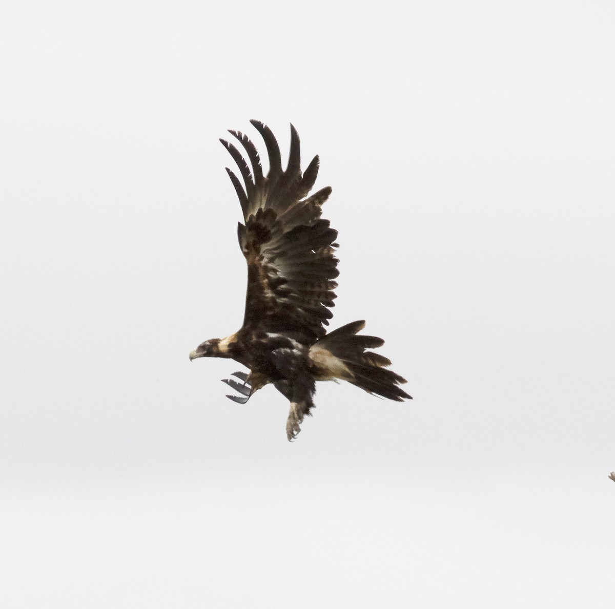 Wedge-tailed Eagle - ML425945941