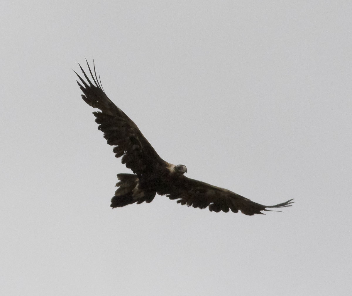 Wedge-tailed Eagle - ML425945951