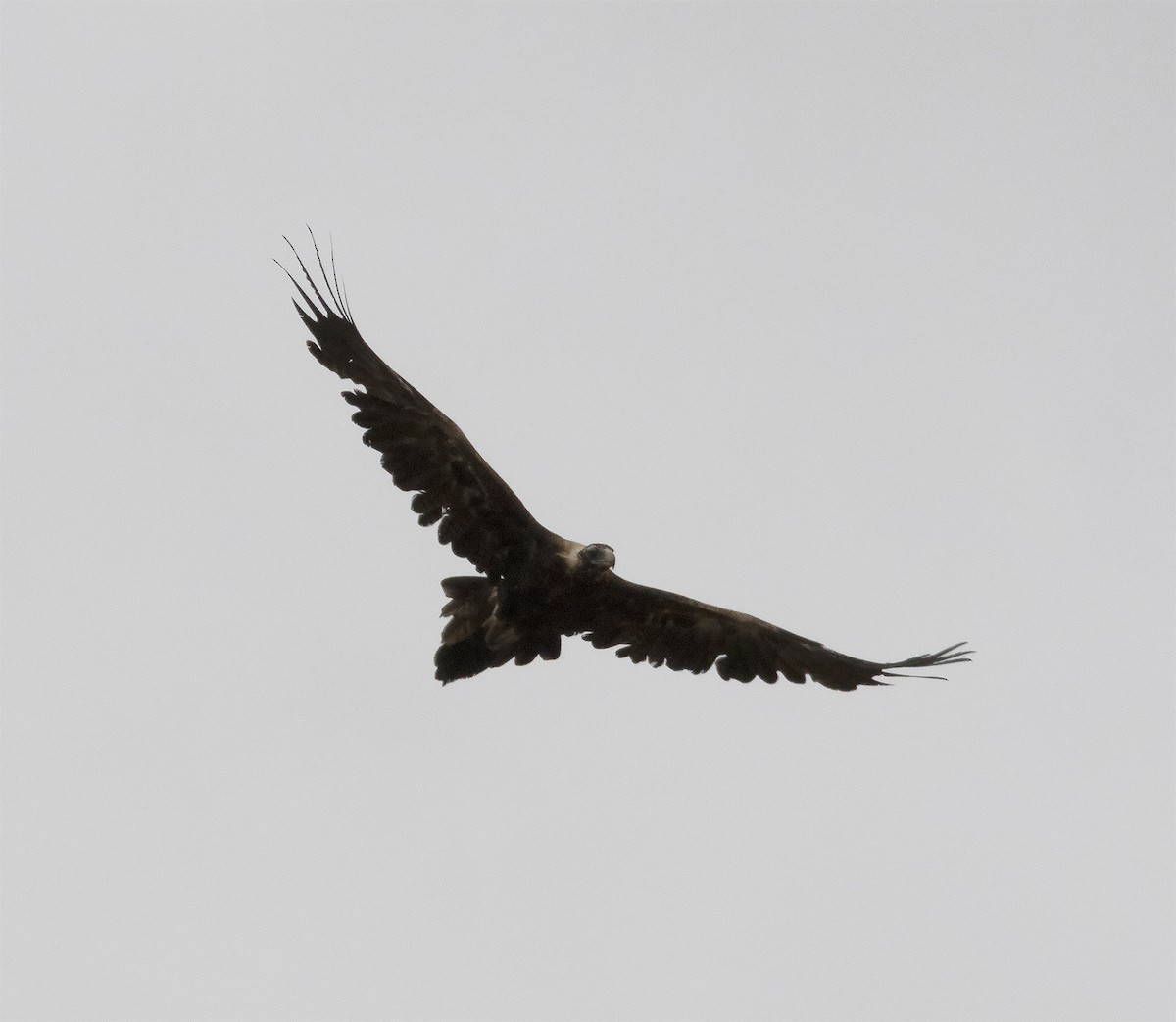 Wedge-tailed Eagle - ML425945961