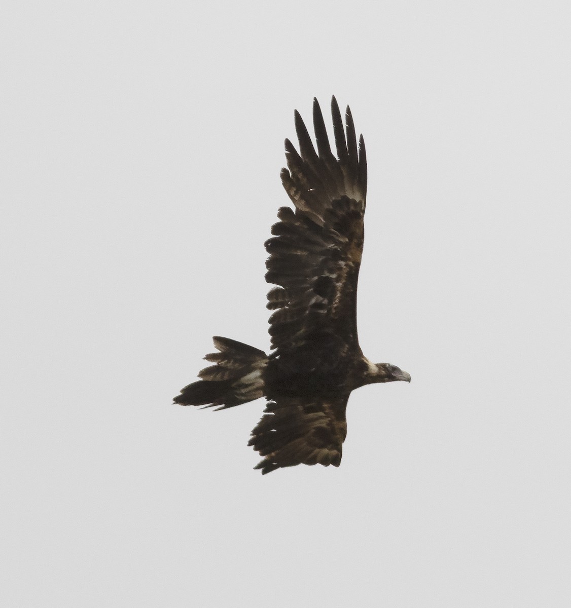 Wedge-tailed Eagle - ML425945971