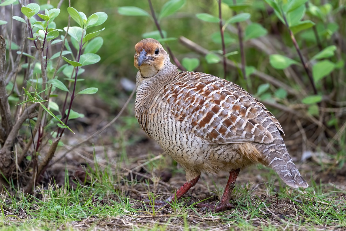 Gray Francolin - Jian Mei