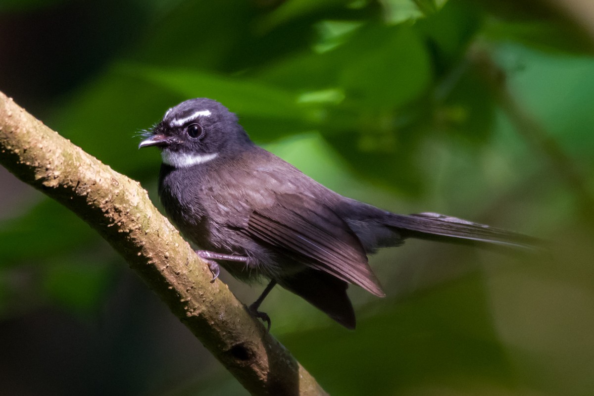 White-throated Fantail - ML425946541