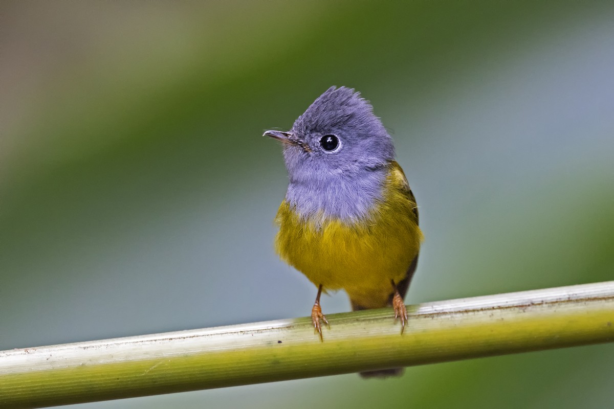 Gray-headed Canary-Flycatcher - ML425946981