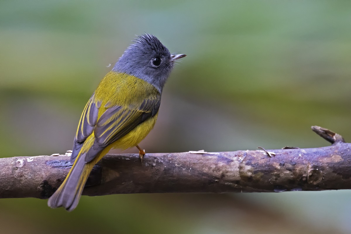 Gray-headed Canary-Flycatcher - ML425946991