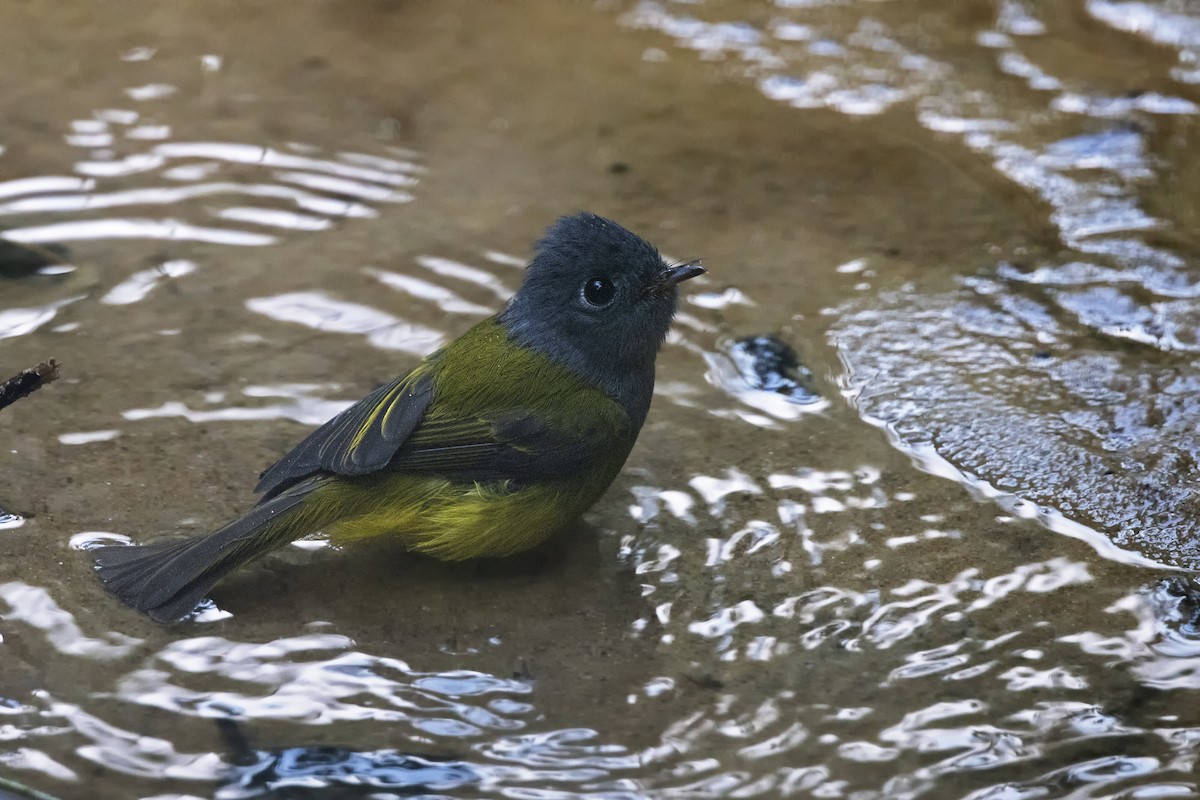 Gray-headed Canary-Flycatcher - ML425947011