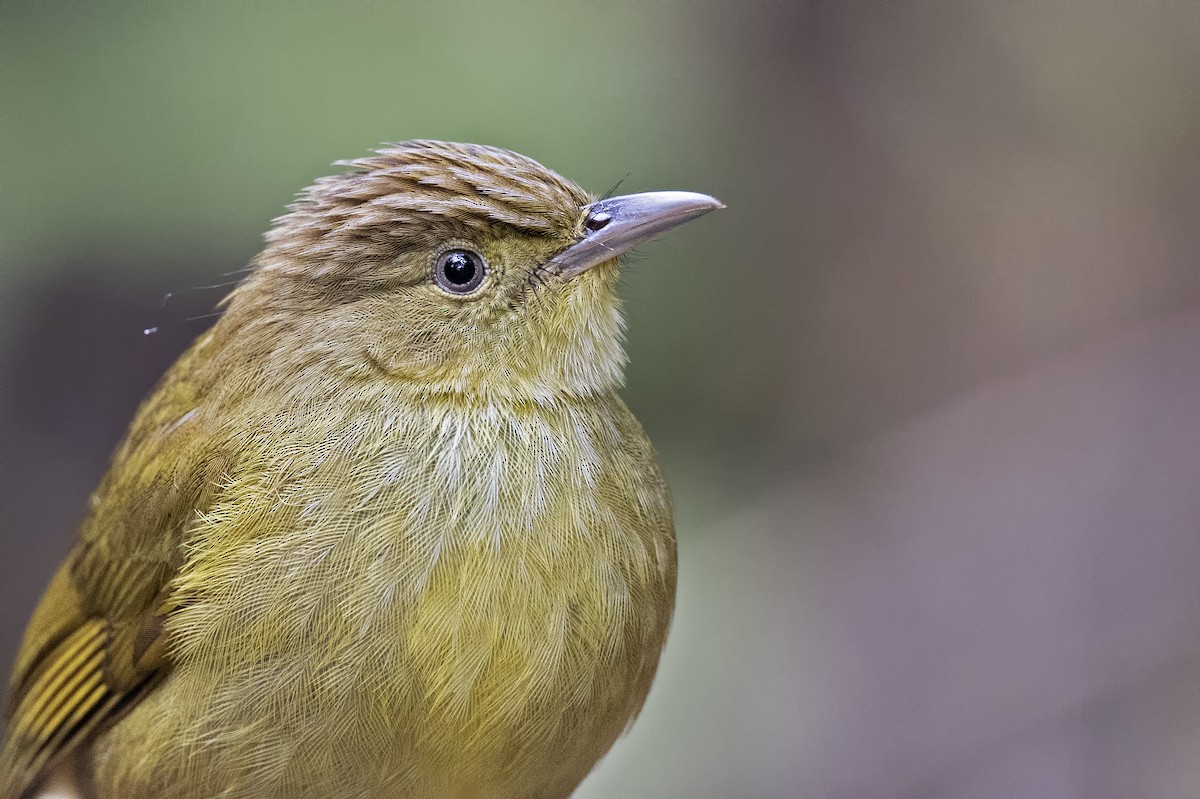 Cachar Bulbul - ML425947081