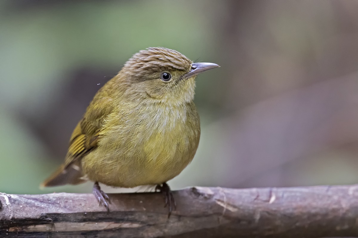 Cachar Bulbul - ML425947101