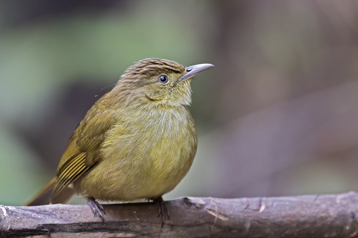 Cachar Bulbul - ML425947111