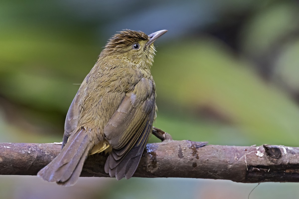 Cachar Bulbul - ML425947121