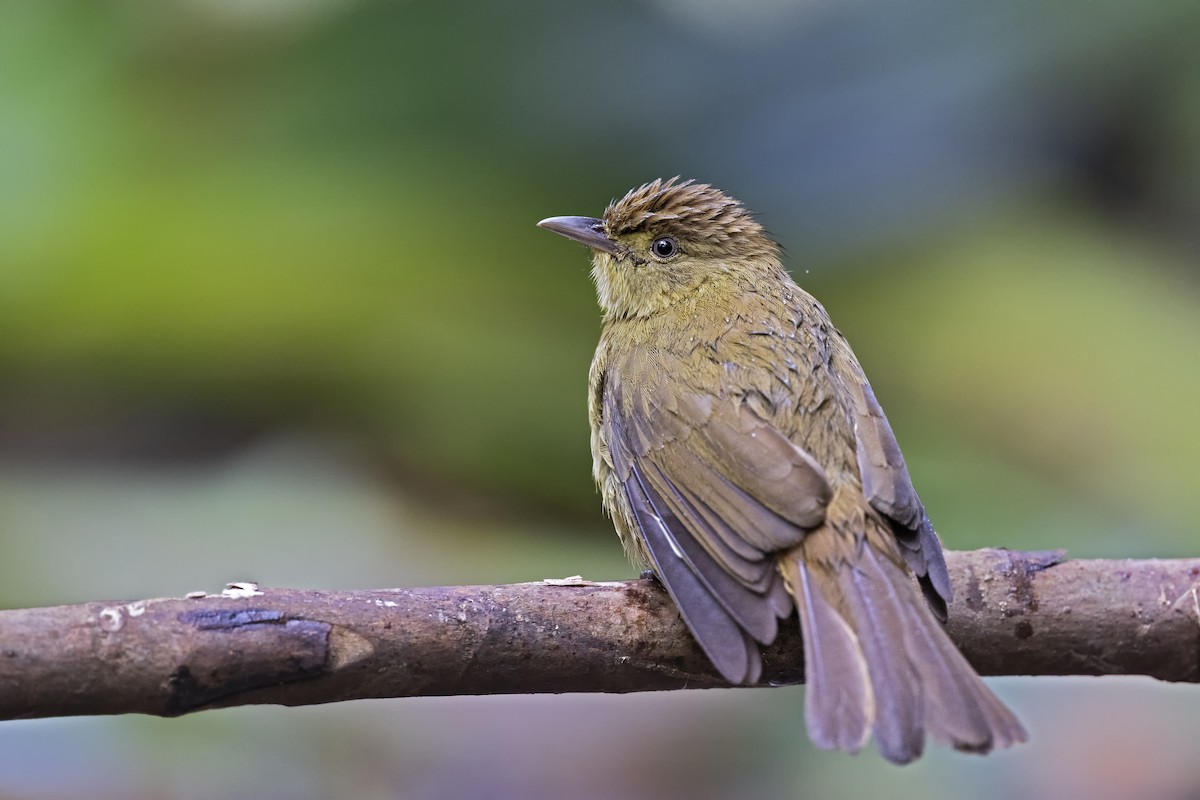 Cachar Bulbul - ML425947141