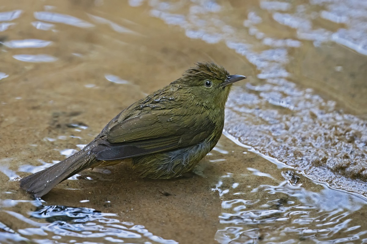 Cachar Bulbul - ML425947251