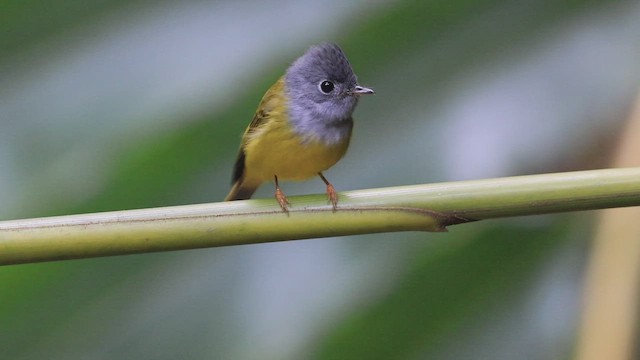 Gray-headed Canary-Flycatcher - ML425947381