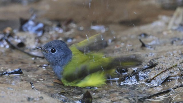 Gray-headed Canary-Flycatcher - ML425947461