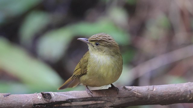 Cachar Bulbul - ML425947491