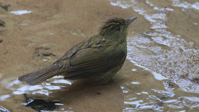 Bulbul du Cachar - ML425947501