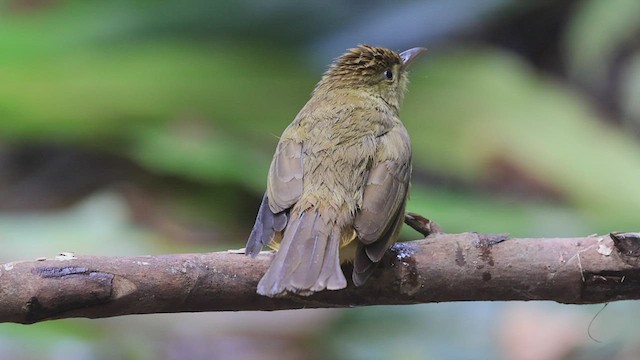 Bulbul du Cachar - ML425947511