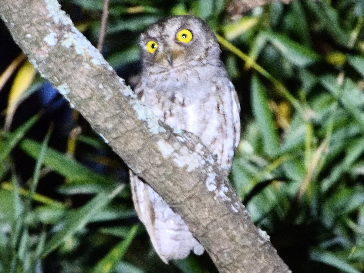 Oriental Scops-Owl - dhanapal kondasamy