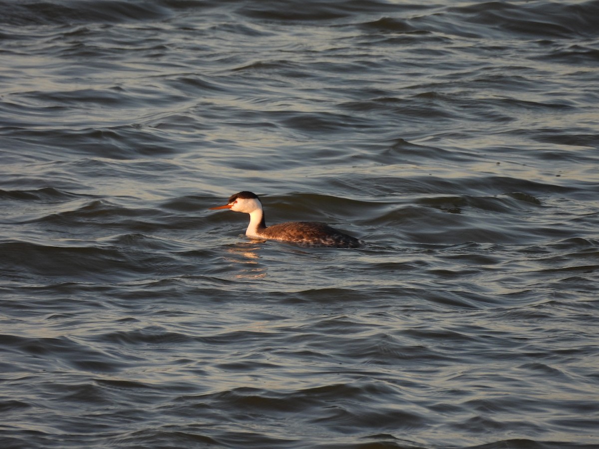 Clark's Grebe - ML425949351