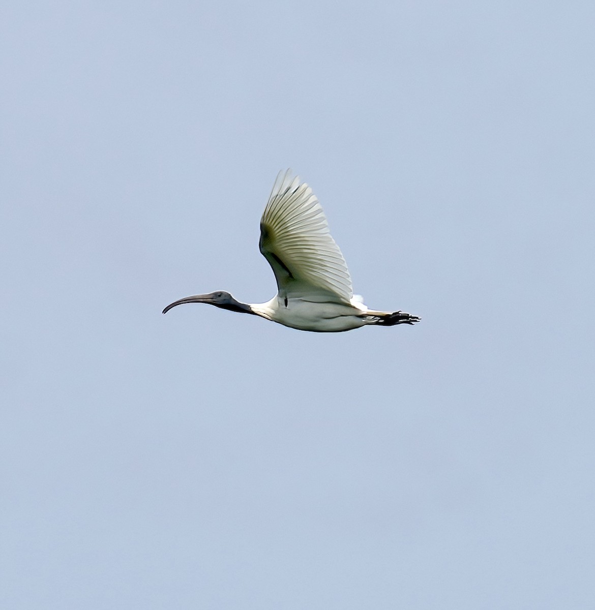 Black-headed Ibis - ML425950501