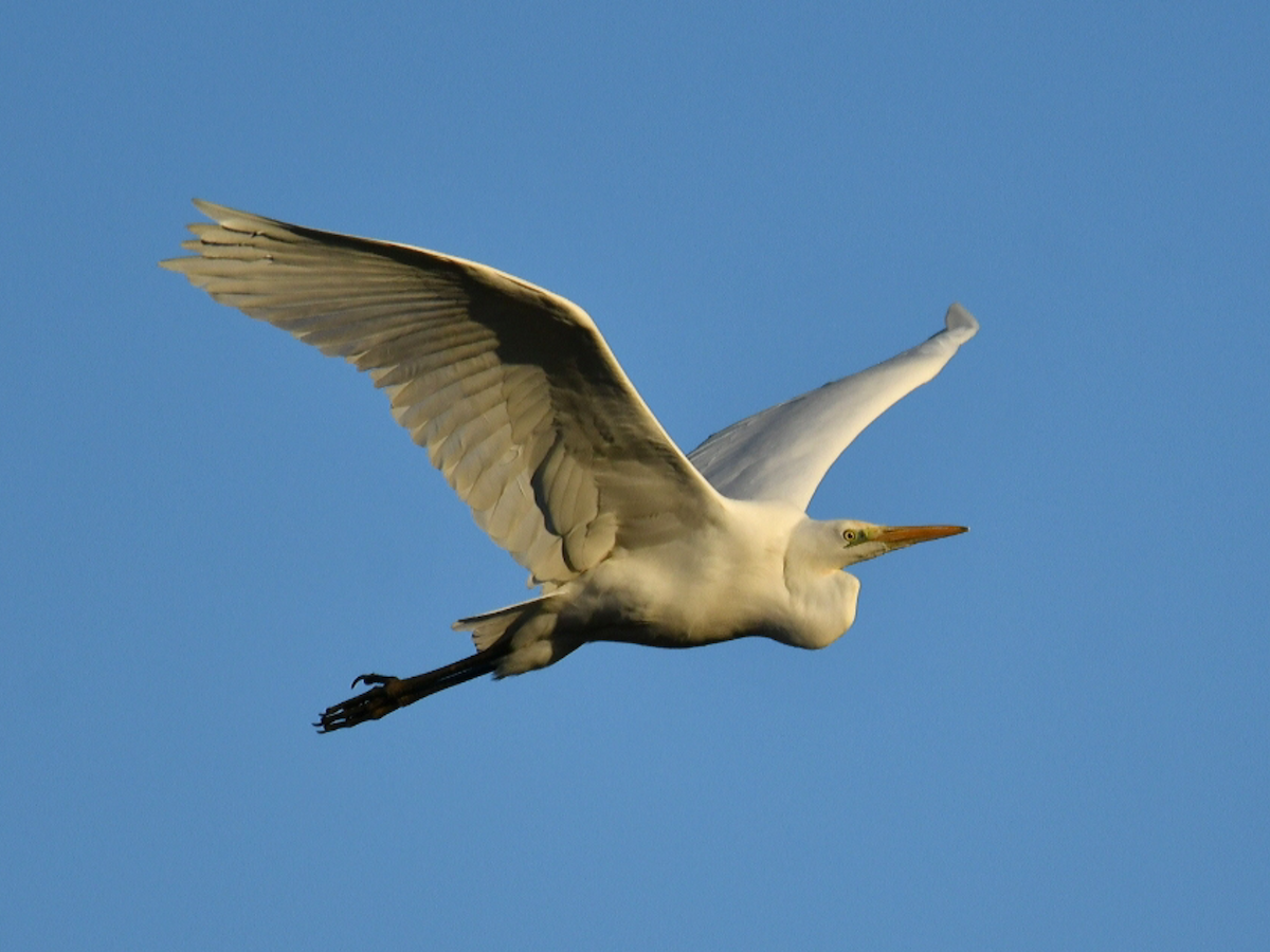 Great Egret - Claudio Danesi