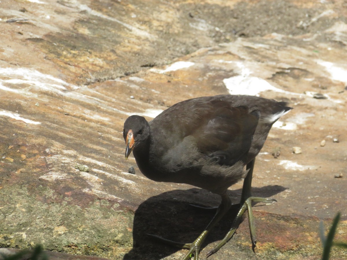 Gallinule sombre - ML425951511