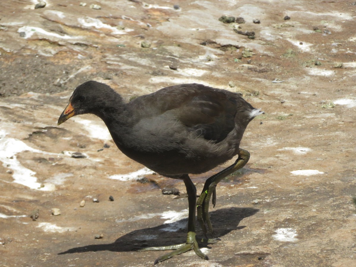 Dusky Moorhen - DJ ML