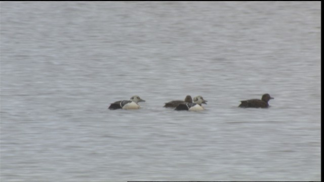 Steller's Eider - ML425952