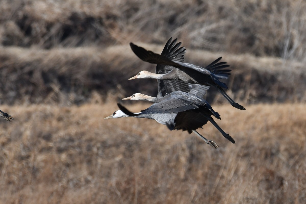 Hooded Crane - Anonymous