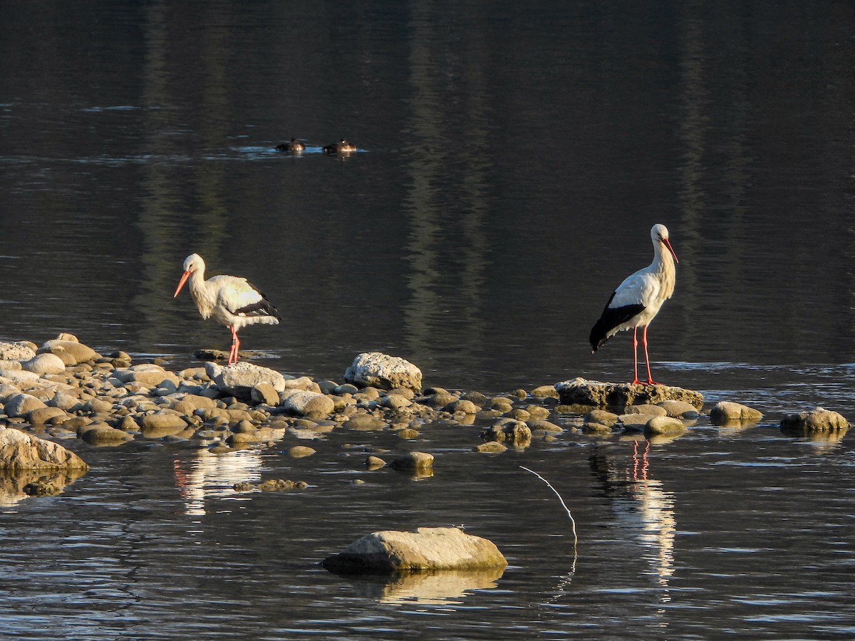 White Stork - ML425952851