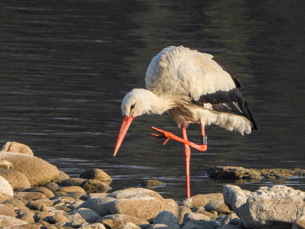 White Stork - ML425952871