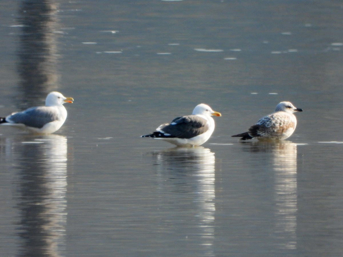 Lesser Black-backed Gull - ML425952901