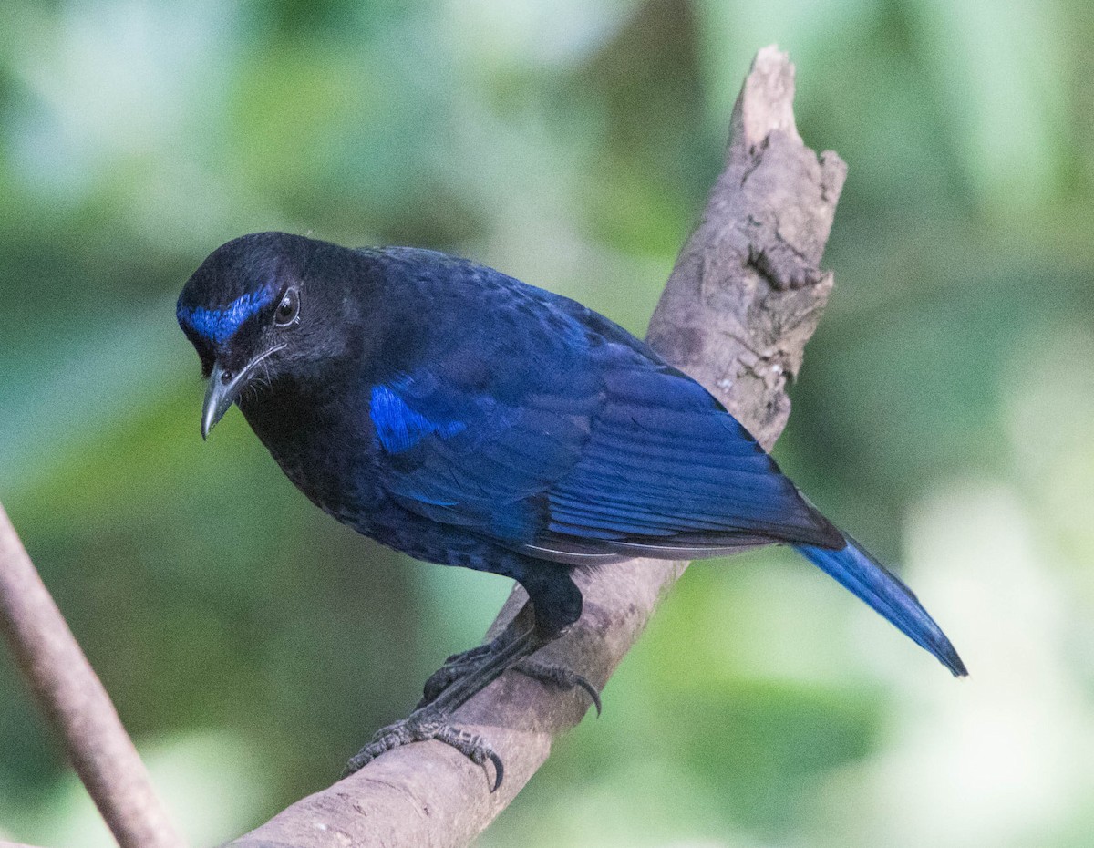 Малабарская синяя птица - ML425952931