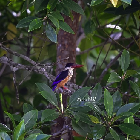 Black-capped Kingfisher - ML425953691