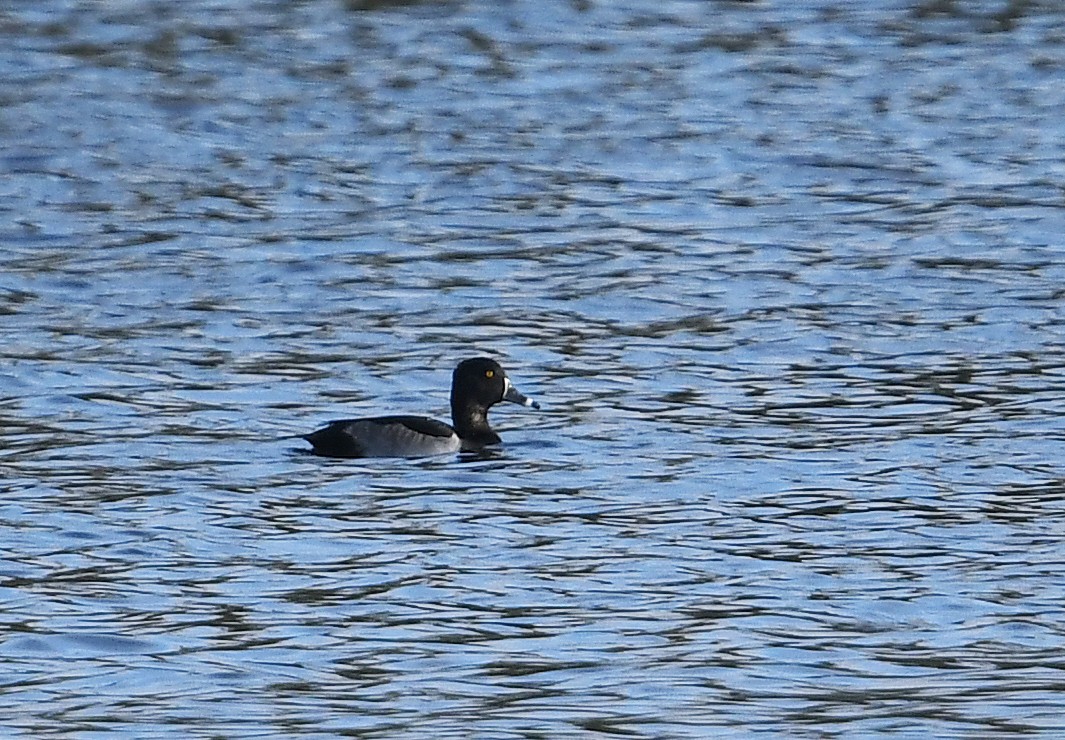 Ring-necked Duck - ML425953711
