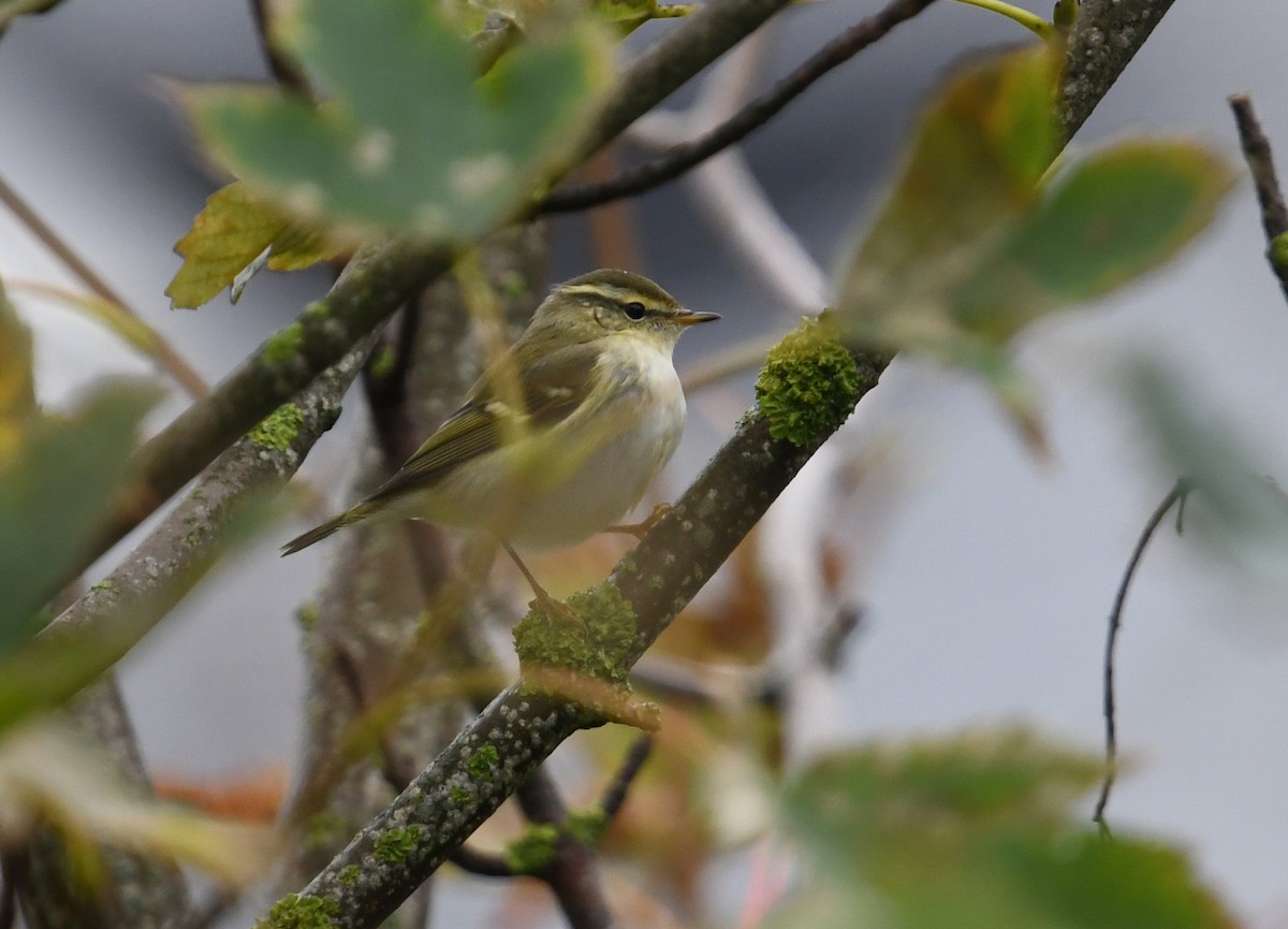 Yellow-browed Warbler - Andreas Deissner