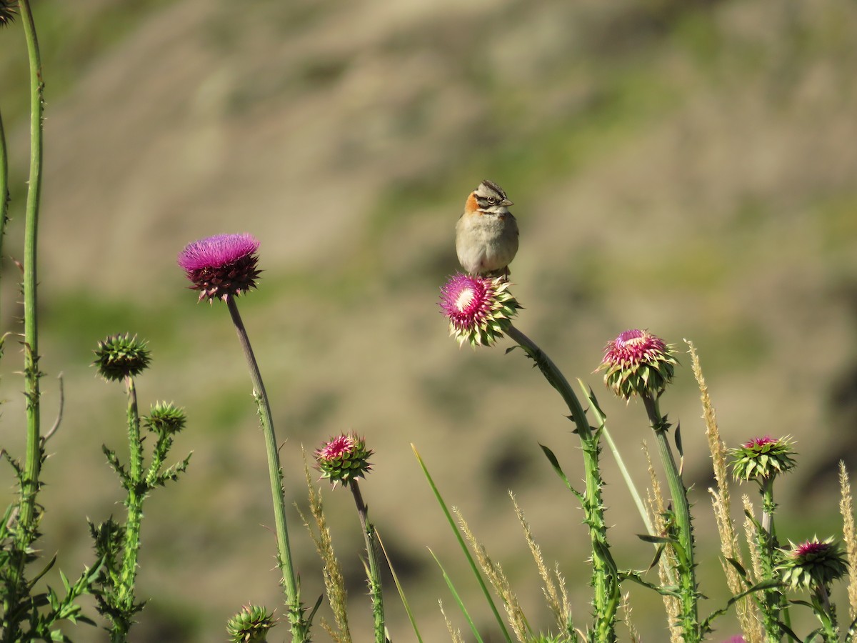 Rufous-collared Sparrow - ML42595441