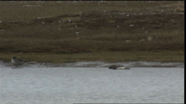 Steller's Eider - ML425955