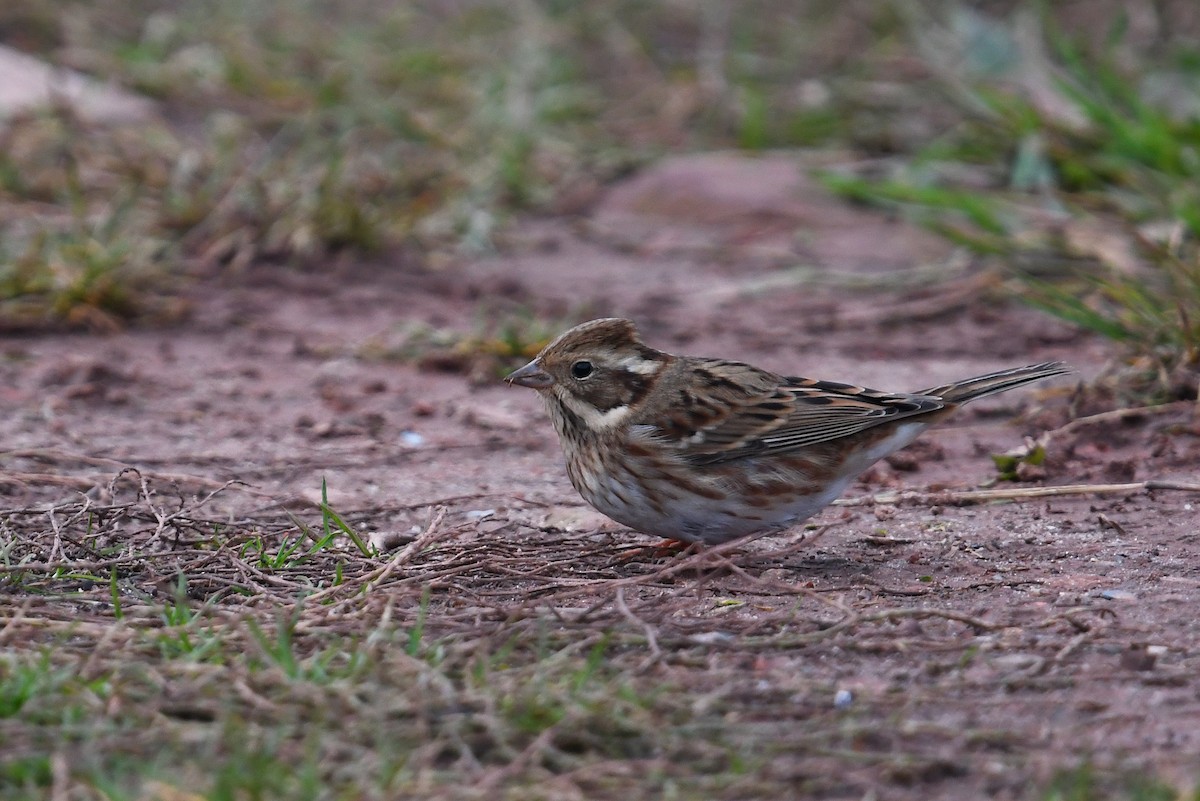 Rustic Bunting - ML425955291