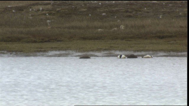 Steller's Eider - ML425956