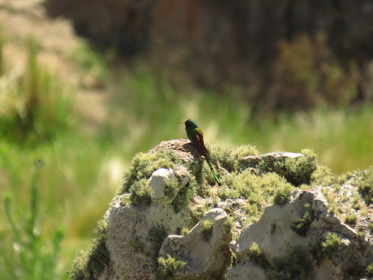 Red-tailed Comet - ML42595611