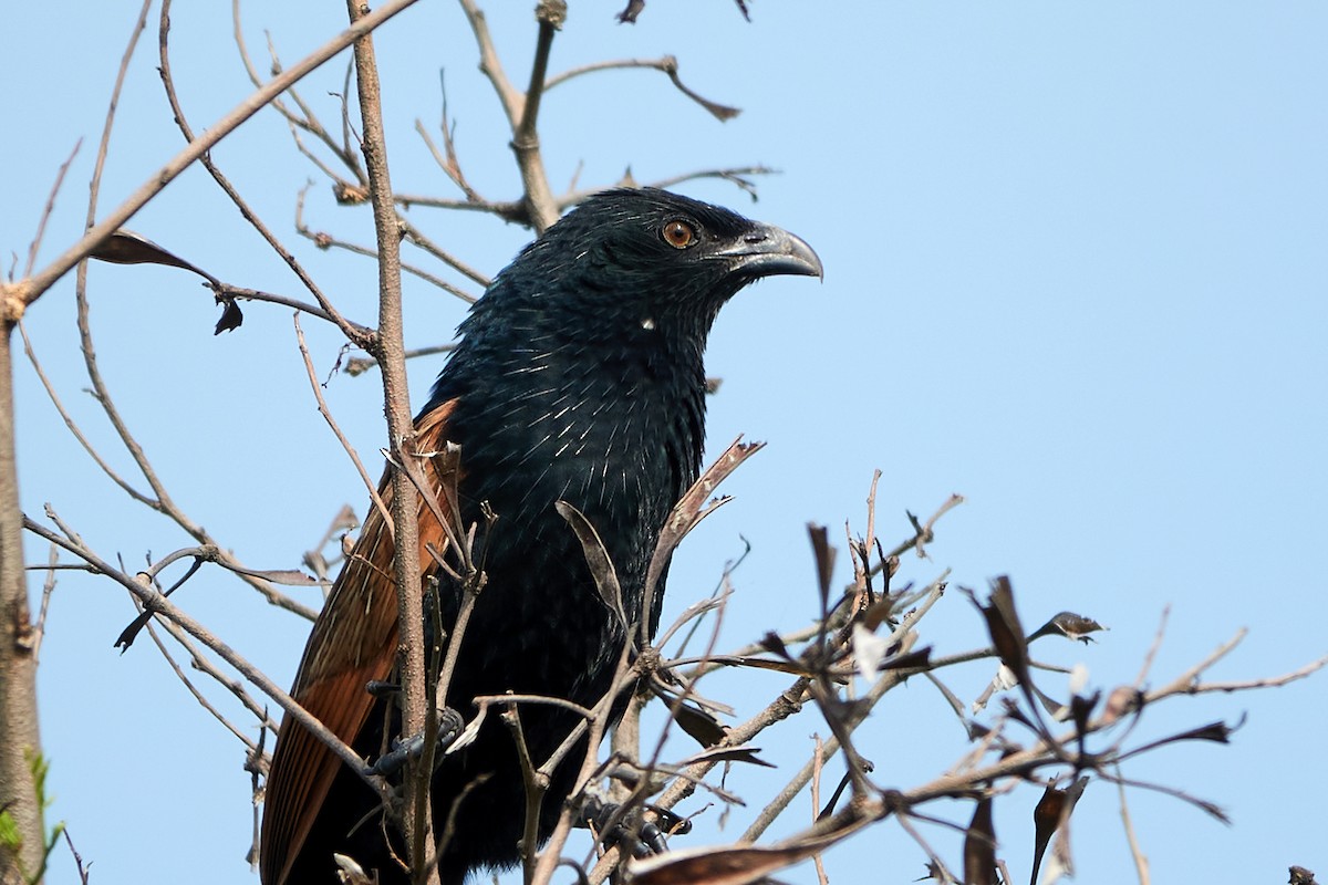 Lesser Coucal - ML425956201