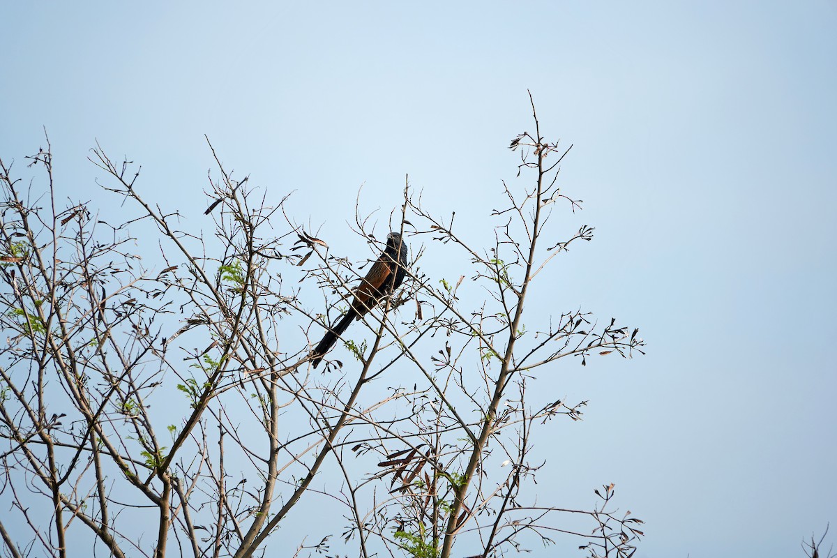 Lesser Coucal - ML425956241