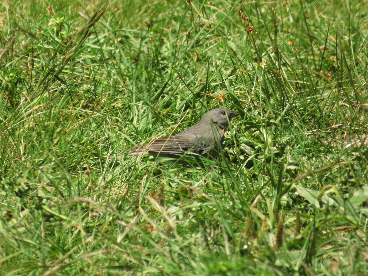 Plumbeous Sierra Finch - Teresa Pegan 🦋