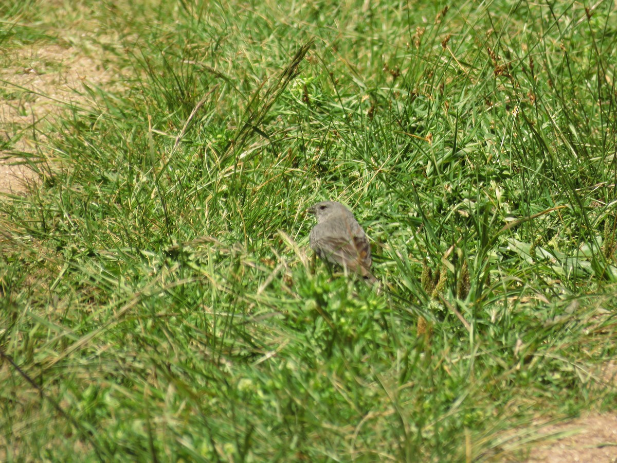 Plumbeous Sierra Finch - ML42595731