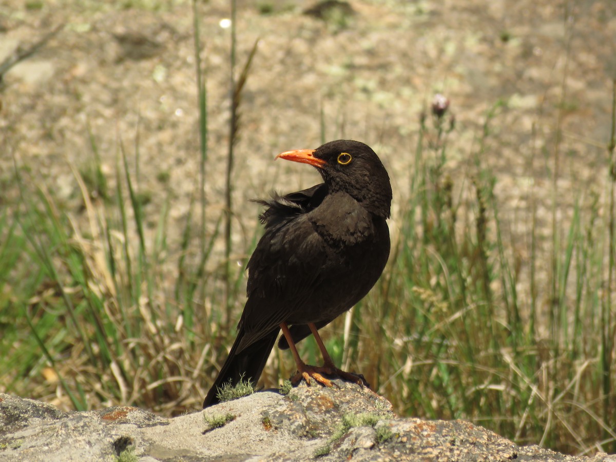 Chiguanco Thrush - ML42595811