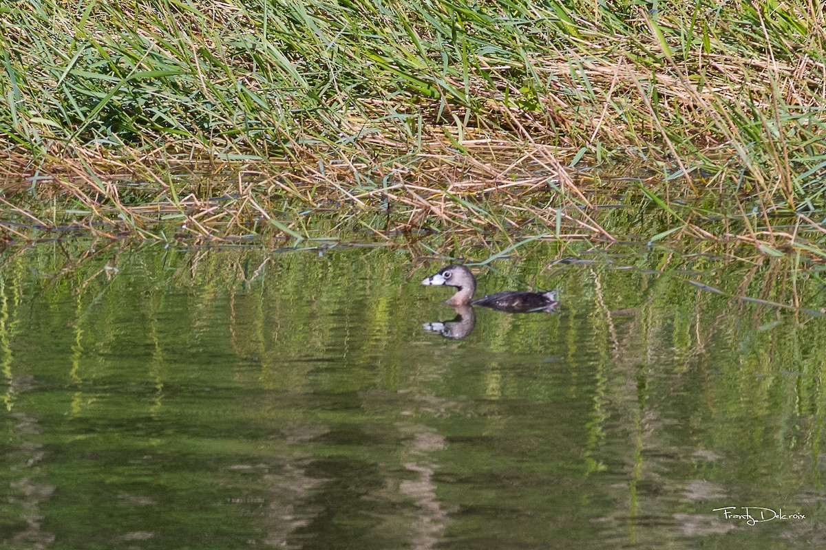 Pied-billed Grebe - Frantz Delcroix (Duzont)