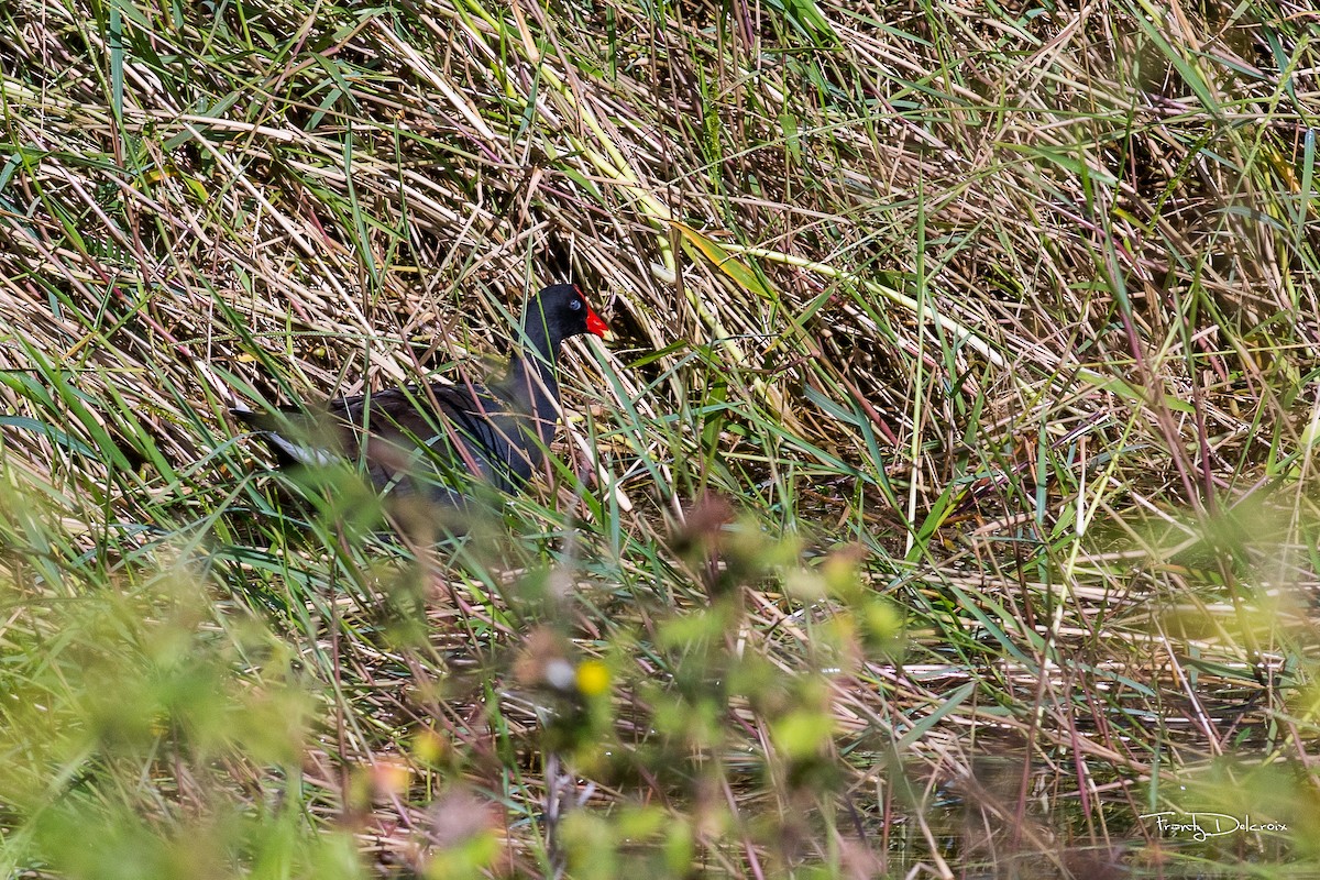 Gallinule d'Amérique - ML425958721