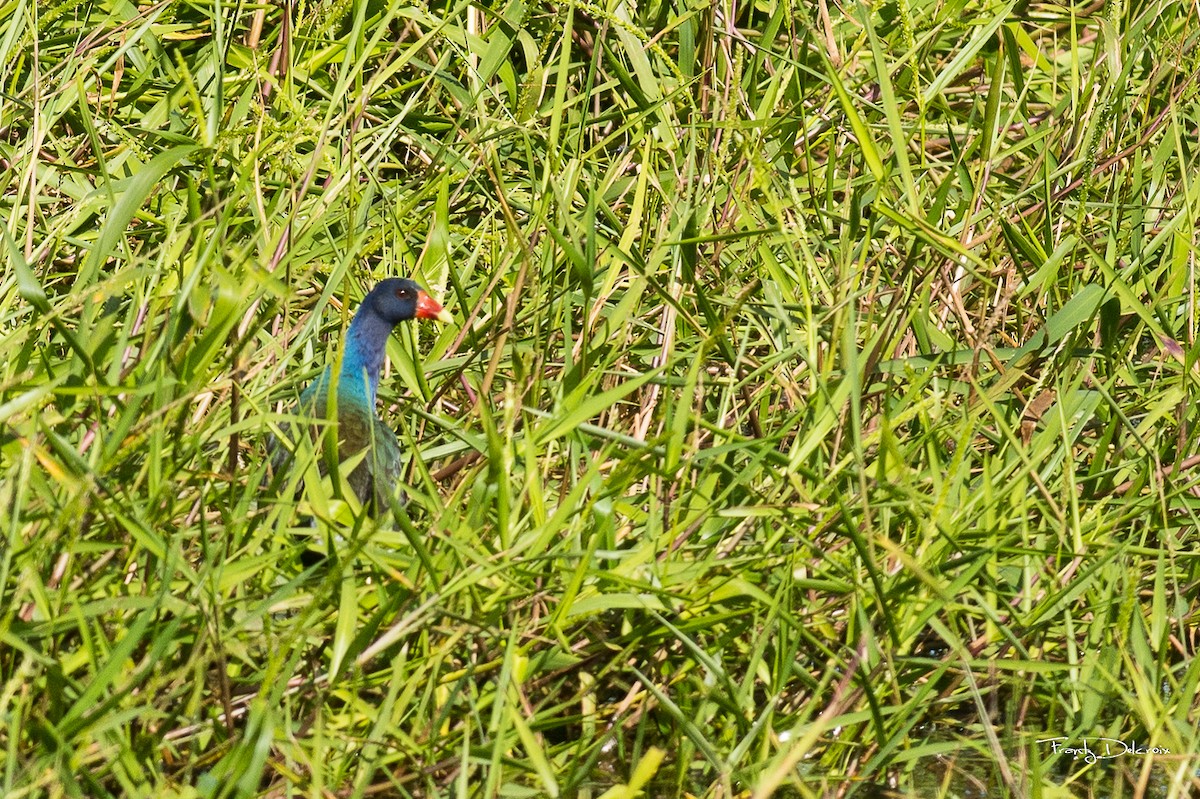 Purple Gallinule - Frantz Delcroix (Duzont)