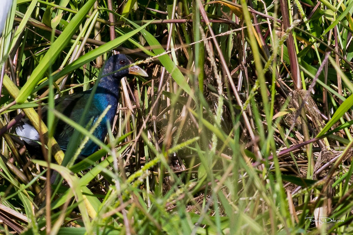 Purple Gallinule - Frantz Delcroix (Duzont)