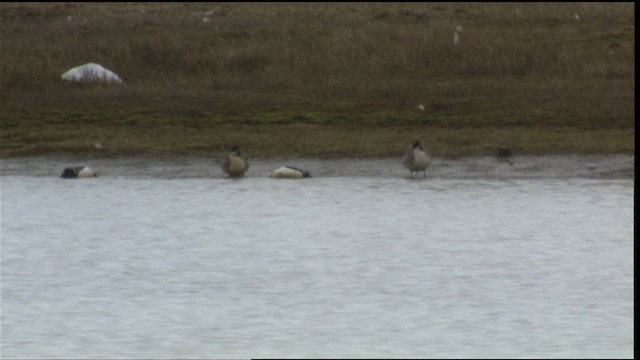 Steller's Eider - ML425959